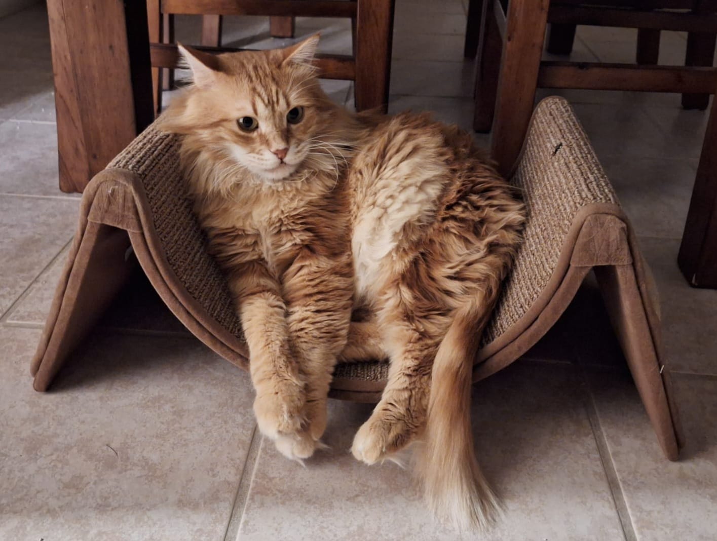 Sweet Cats